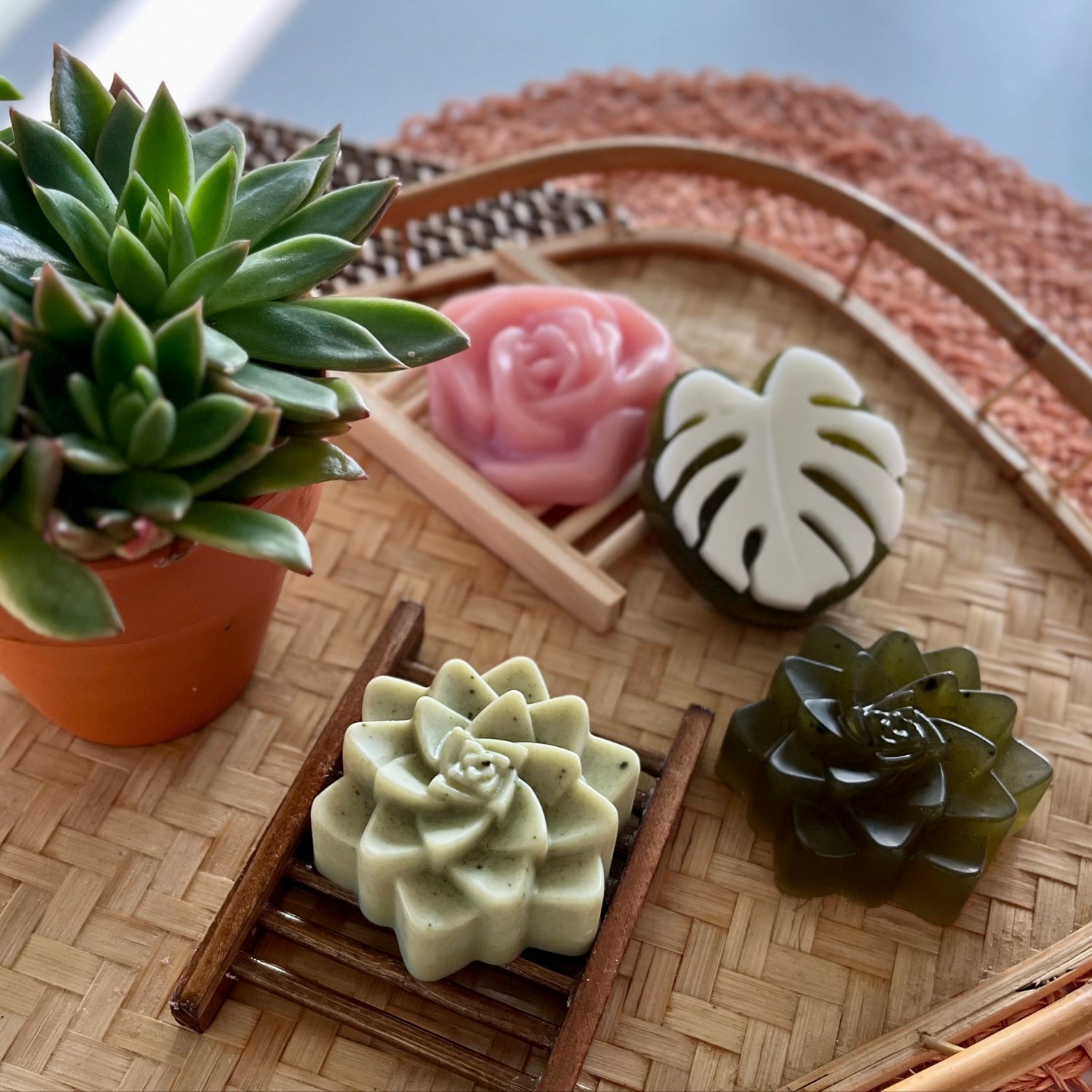Potted succulent plant on a woven mat with decorative Solid Soaps soap bars shaped like succulents.